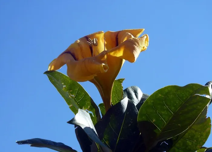 Sea Side Solandra Praiano
