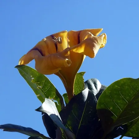 Sea Side Solandra פראינו